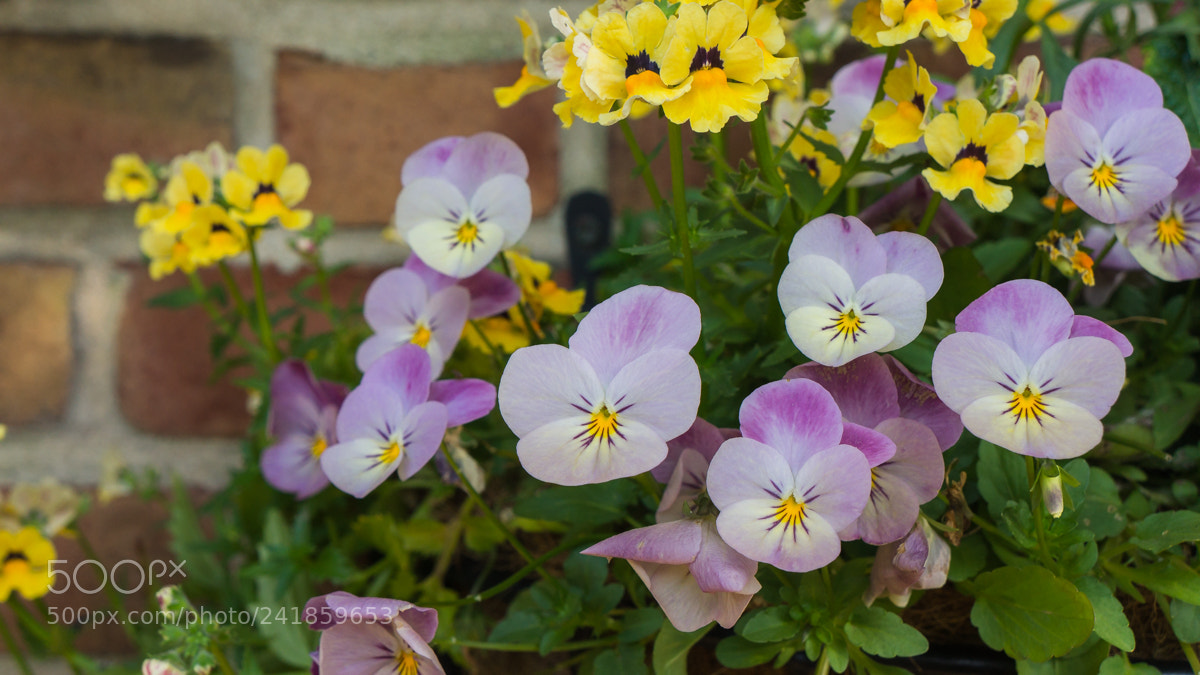 Sony Alpha NEX-7 sample photo. Untitled photography