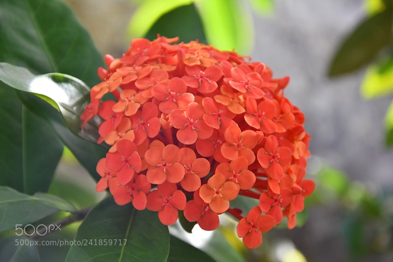 Nikon D7200 sample photo. Beauty photography