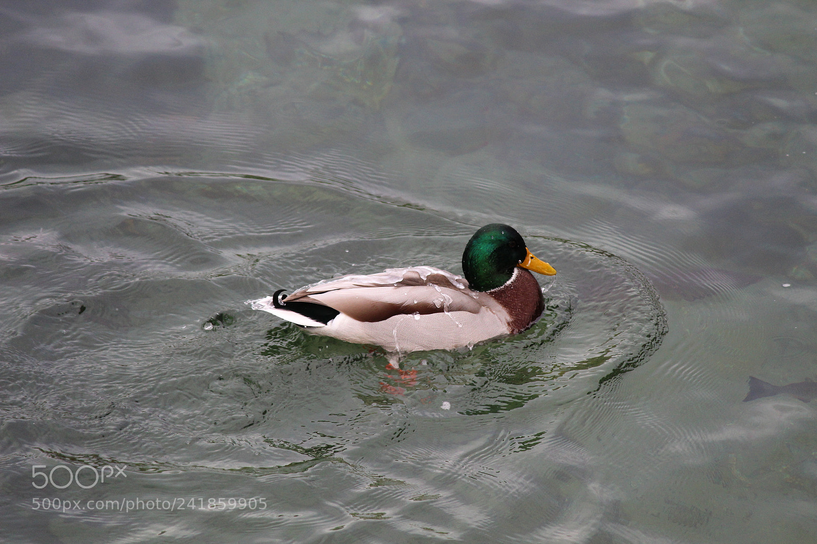 Canon EF-S 55-250mm F4-5.6 IS II sample photo. Swiss nature photography