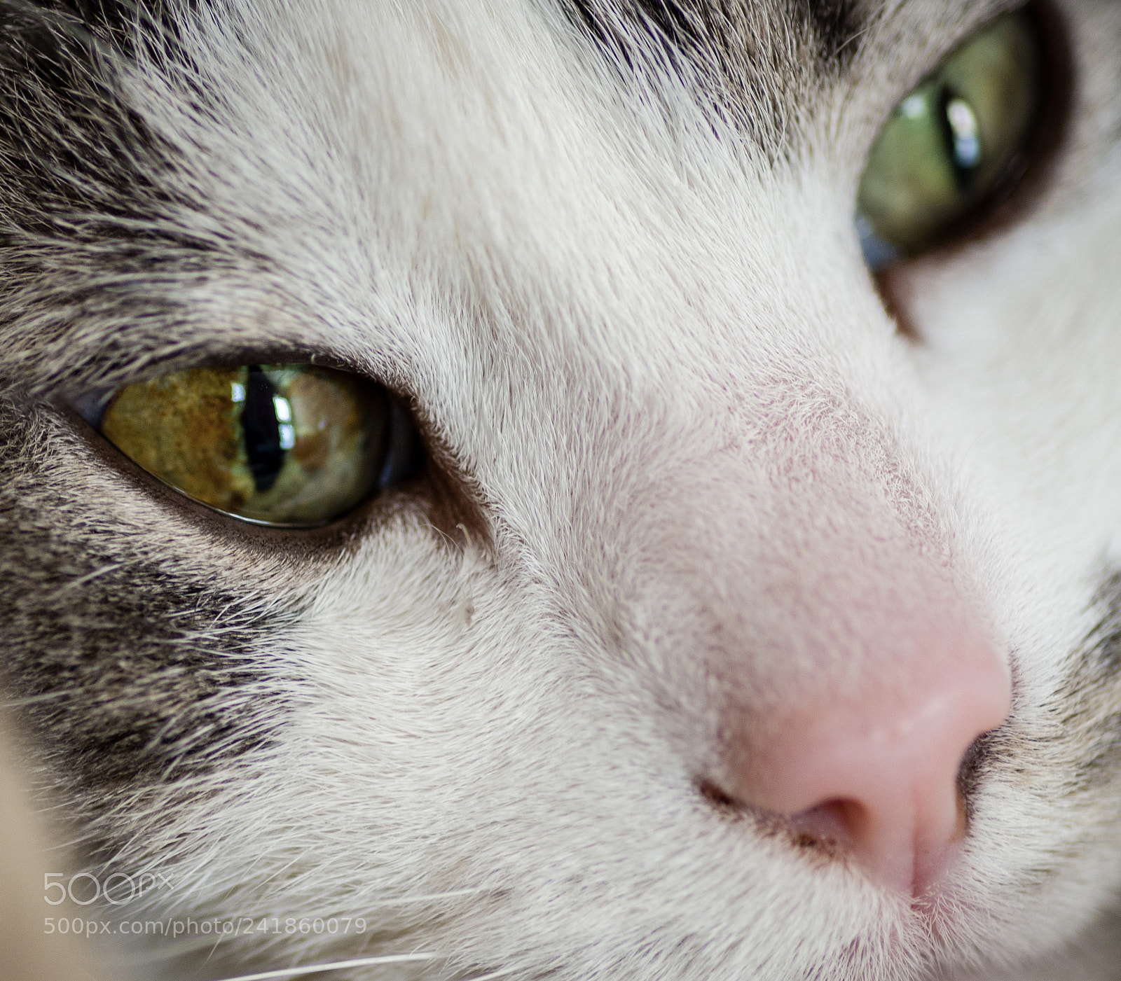 Nikon D800 sample photo. How close can i photography