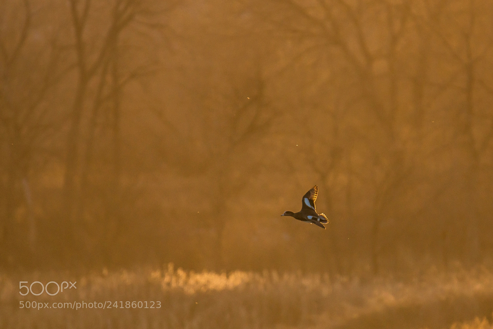 Sony SLT-A77 sample photo. American wigeon photography