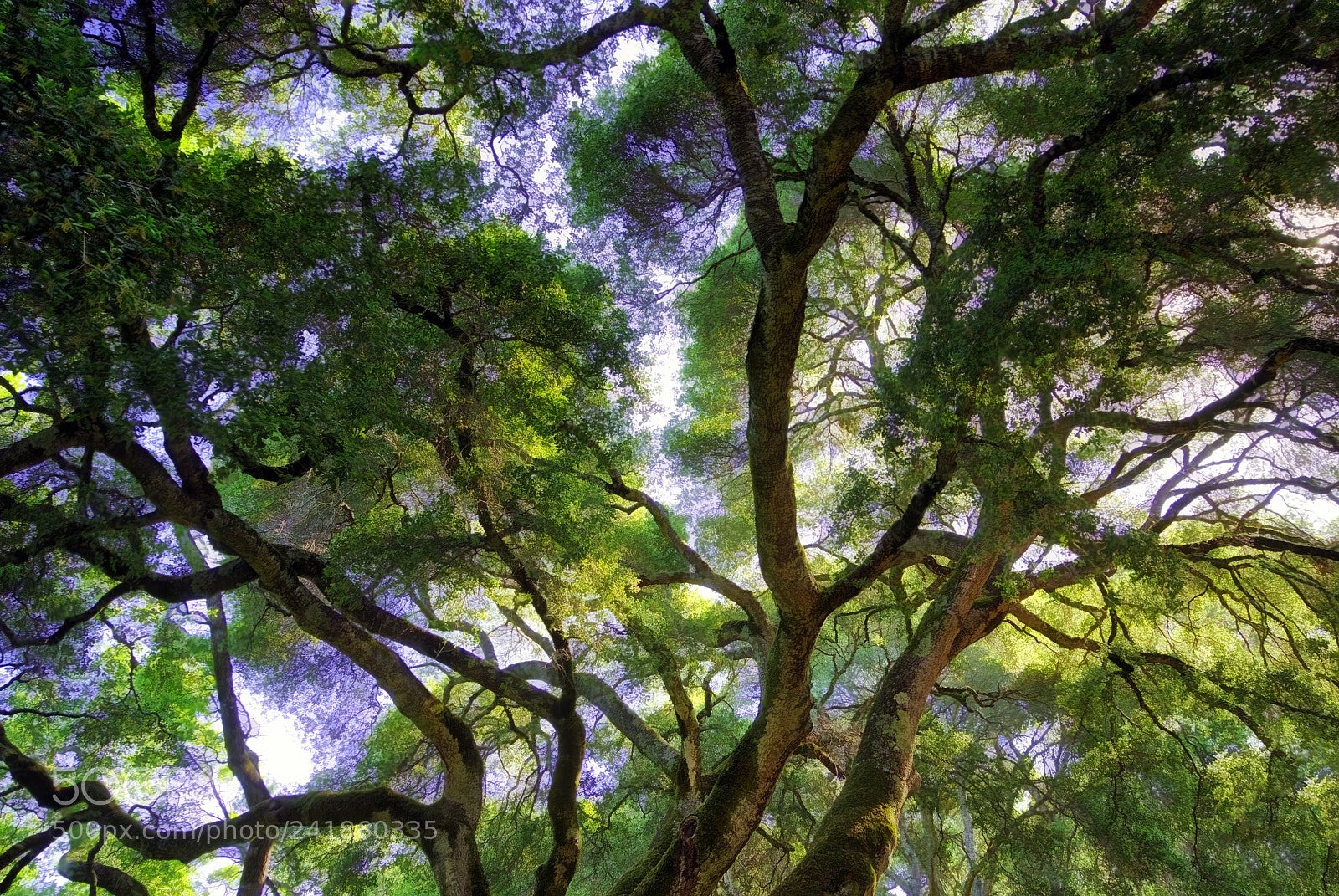 Sony a7R sample photo. Tree photography