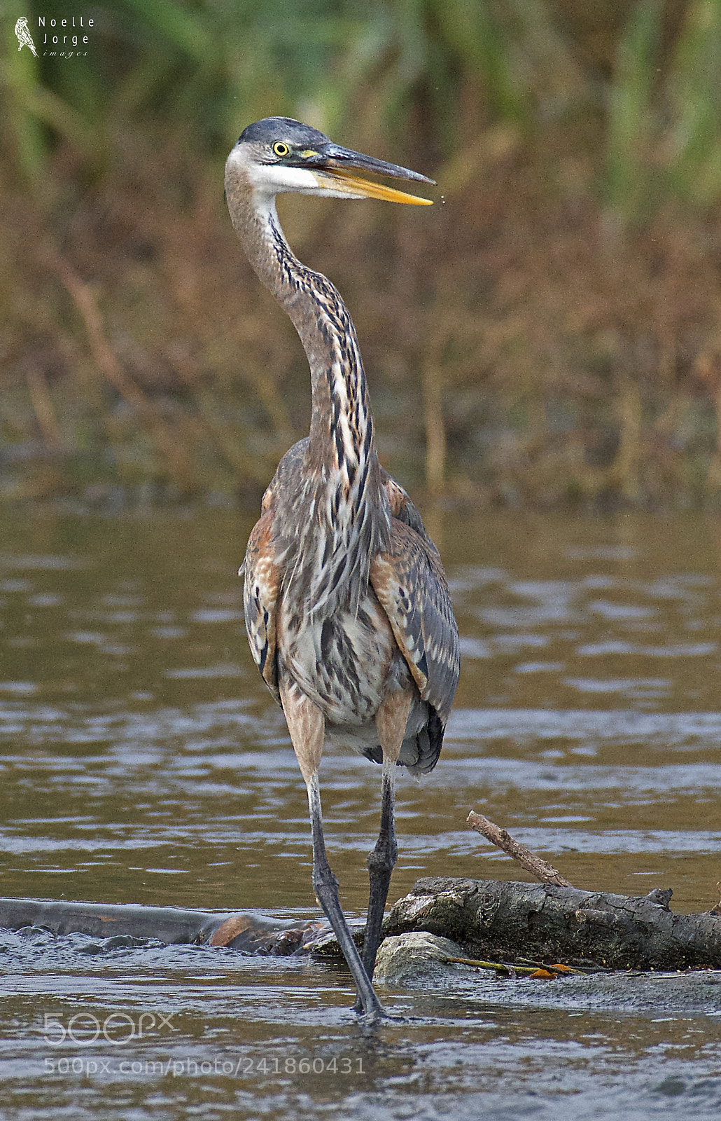 Nikon D500 sample photo. Great blue heron strutting photography