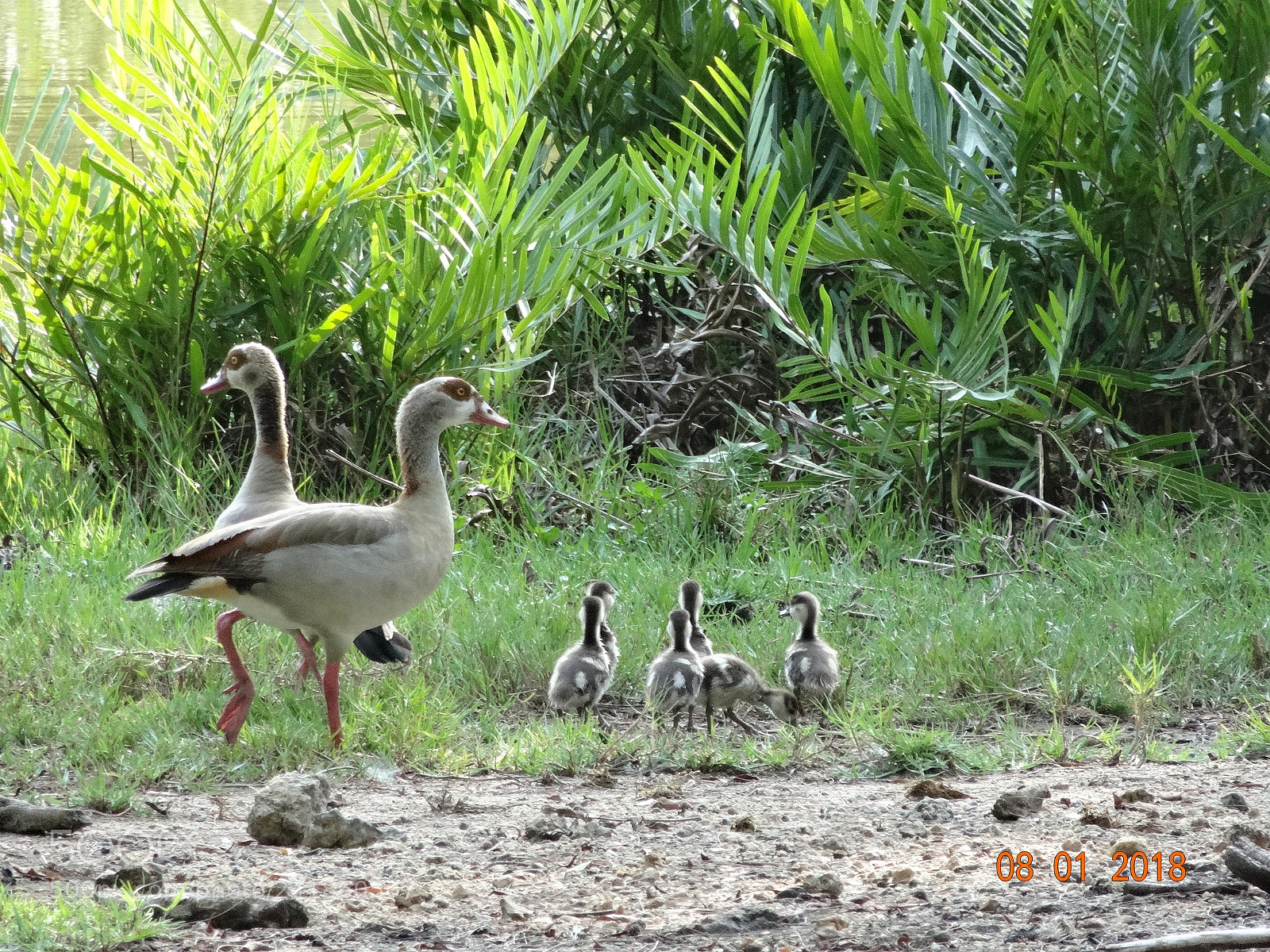 Sony Cyber-shot DSC-HX20V sample photo. Happy family photography