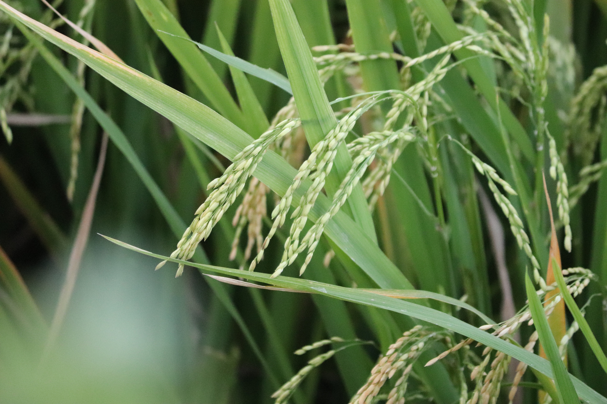 Canon EOS 77D (EOS 9000D / EOS 770D) sample photo. Img photography