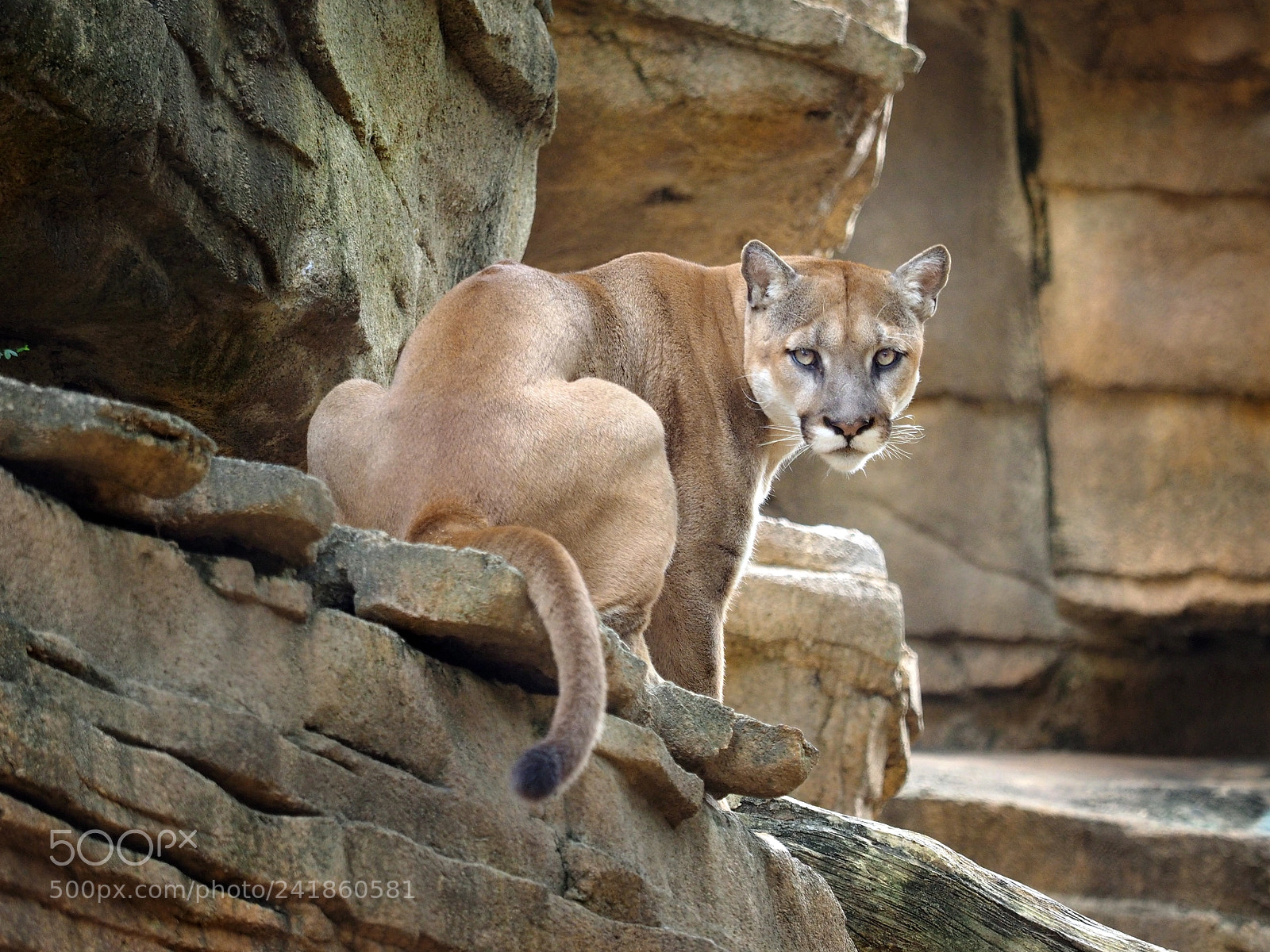 Olympus OM-D E-M1 sample photo. Camouflaged cougar photography