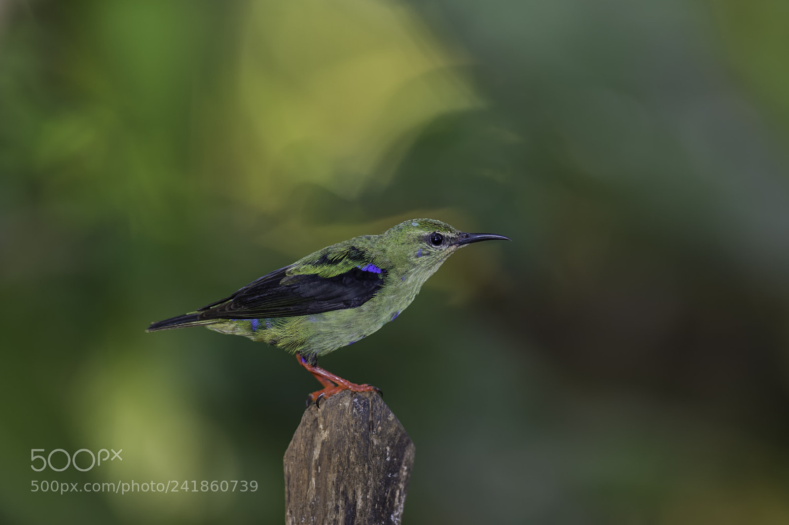 Nikon D4 sample photo. Immature red legged honeycreeper photography