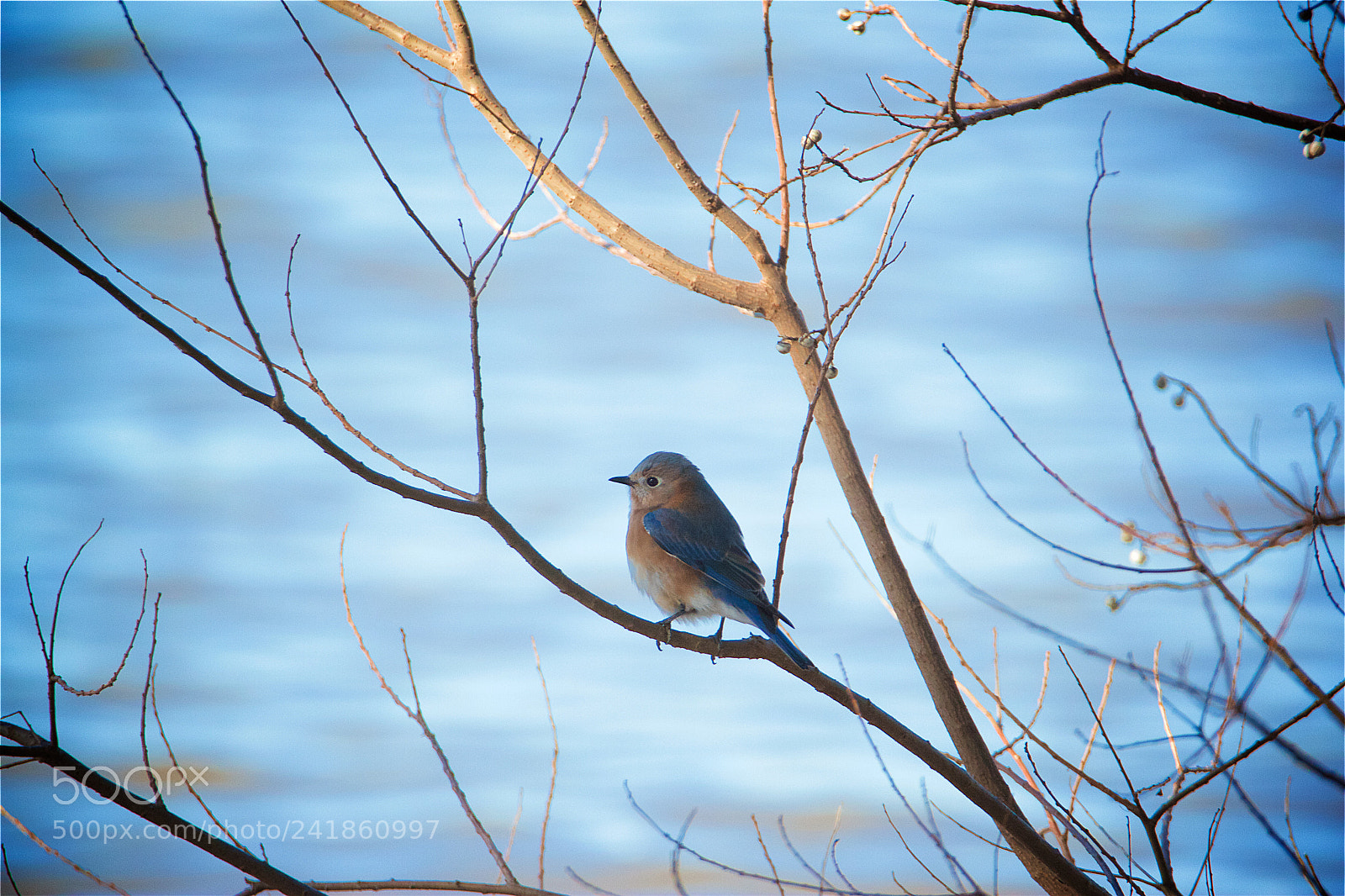 Canon EOS 550D (EOS Rebel T2i / EOS Kiss X4) sample photo. Eastern bluebird photography
