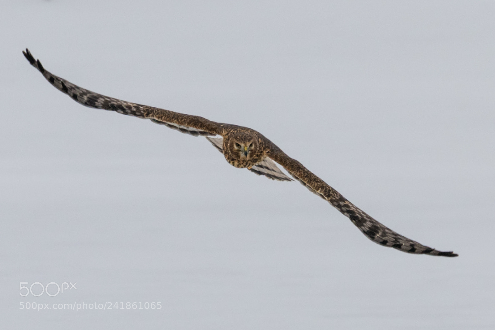 Nikon D850 sample photo. Hawk in flight photography