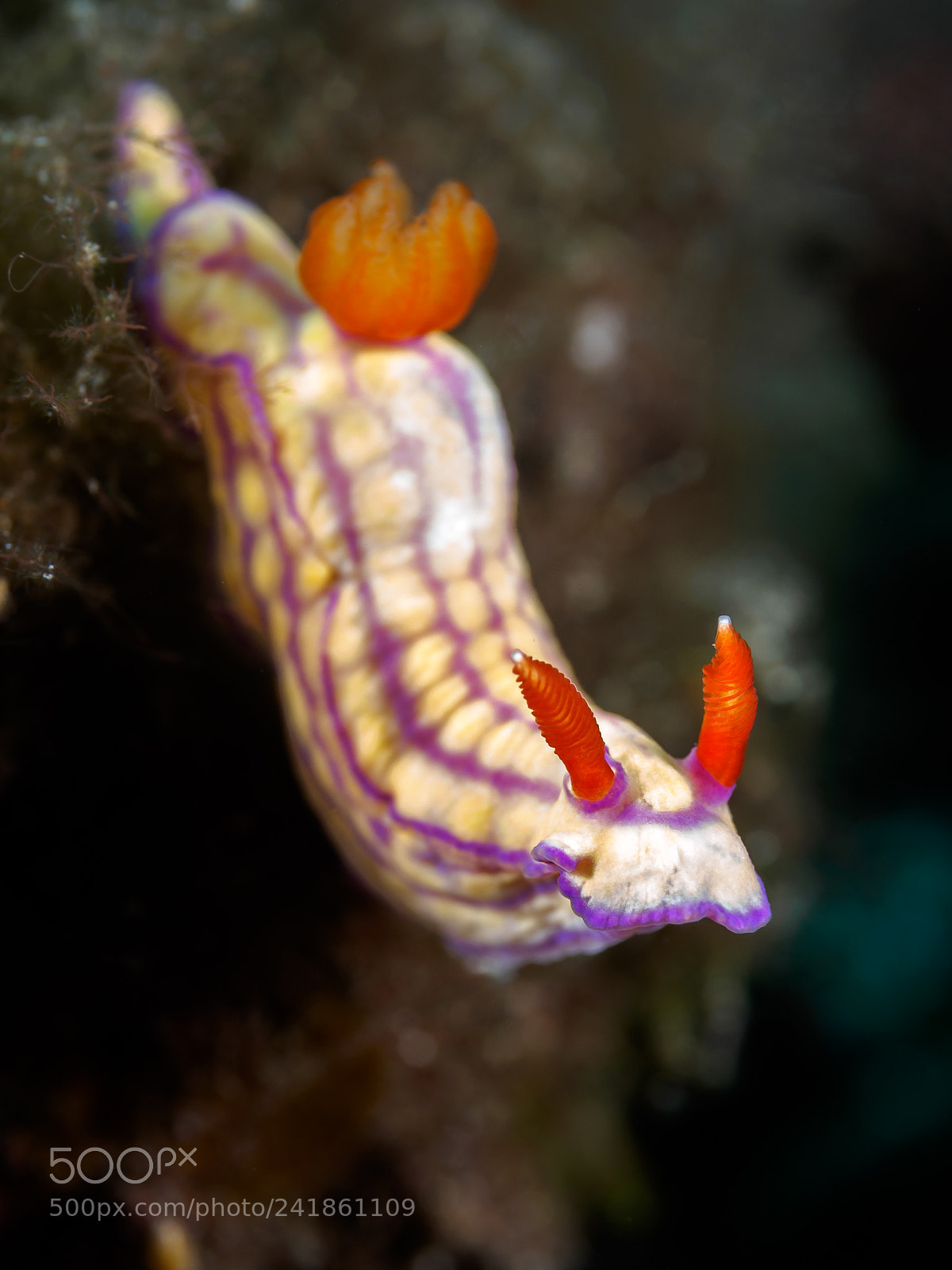 Olympus OM-D E-M5 sample photo. Slug life photography