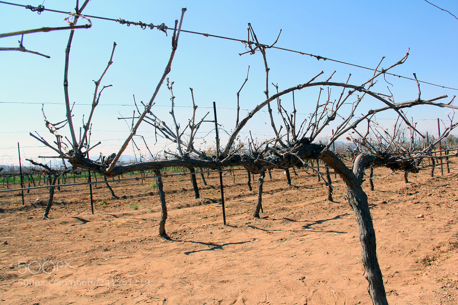 Canon EOS 60D sample photo. Viñedos la redonda photography