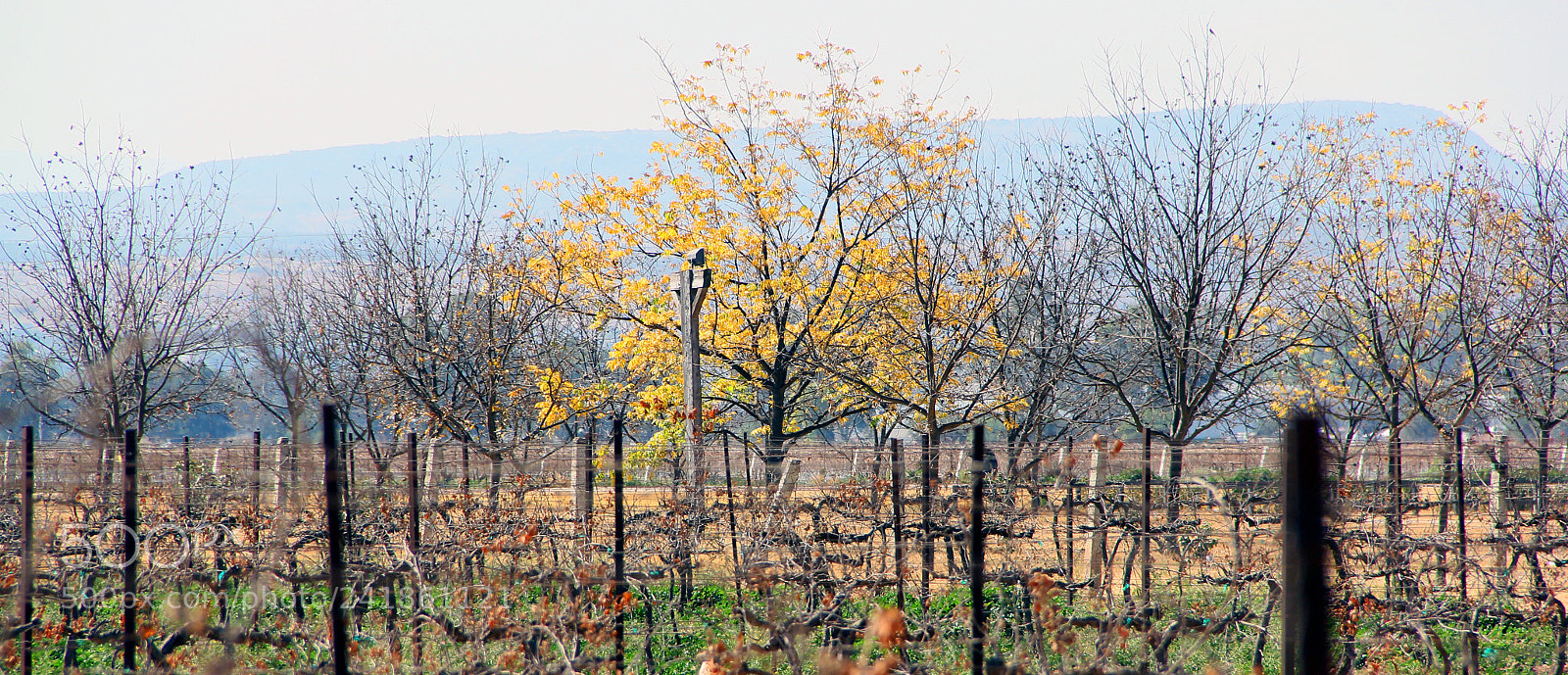 Canon EOS 60D sample photo. Viñedos la redonda photography