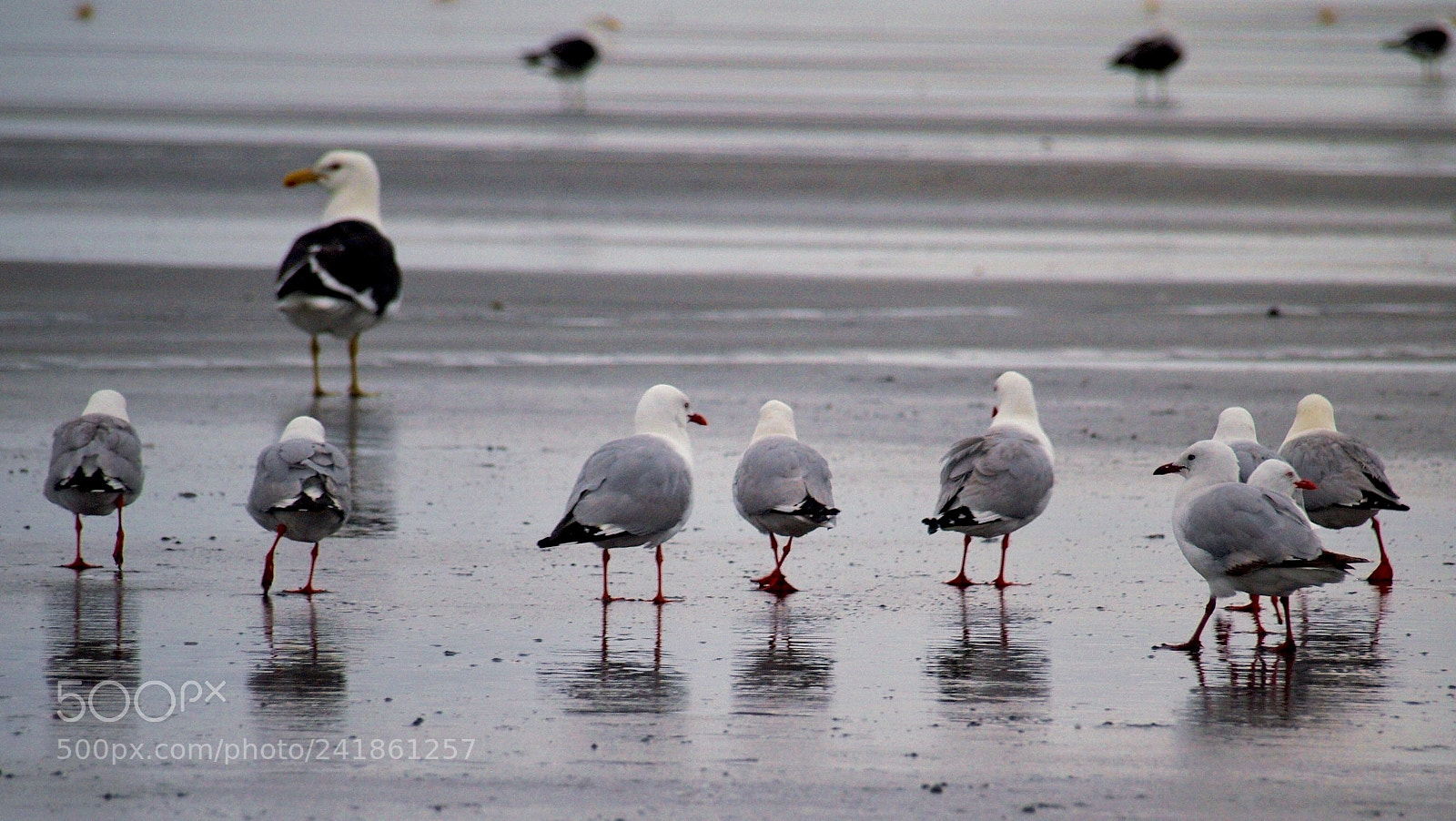 Olympus E-300 (EVOLT E-300) sample photo. Birds are waiting for photography