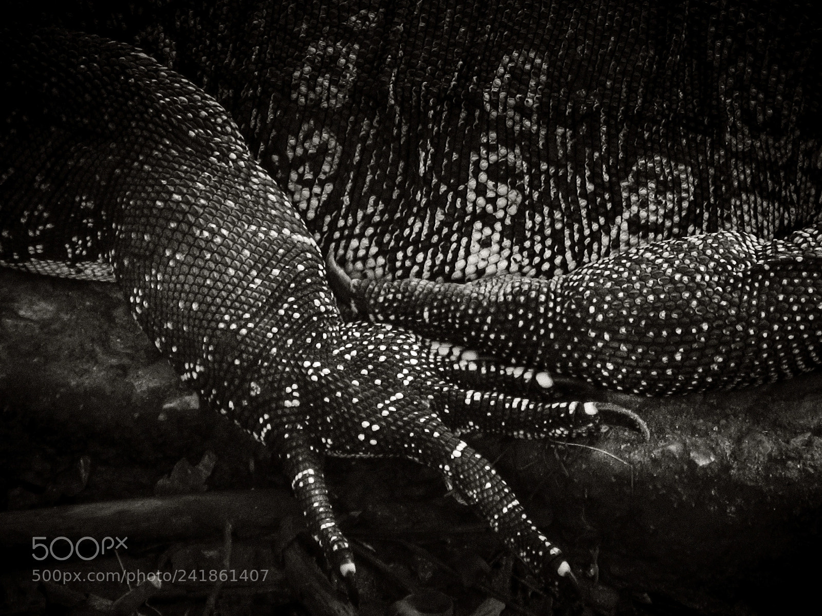 Canon PowerShot G11 sample photo. Water monitor lizard in photography