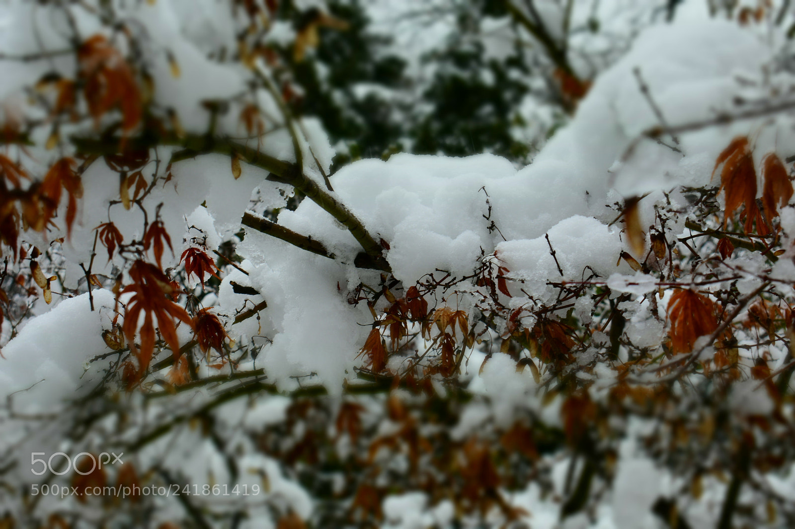 Nikon D3400 sample photo. 雪丶树 photography