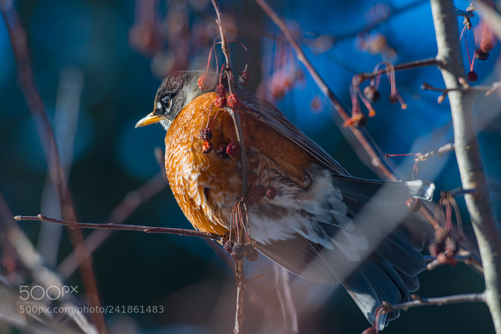 Nikon D500 sample photo. American robin 2 photography