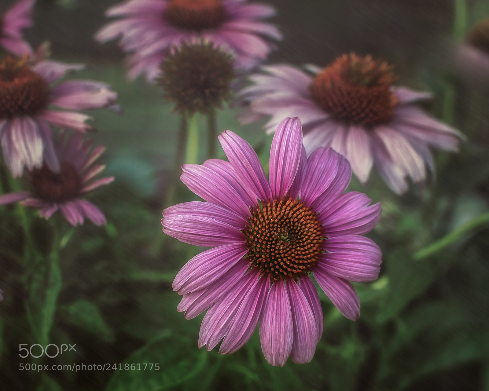 Nikon D3200 sample photo. Purple coneflower ( echinacea) photography