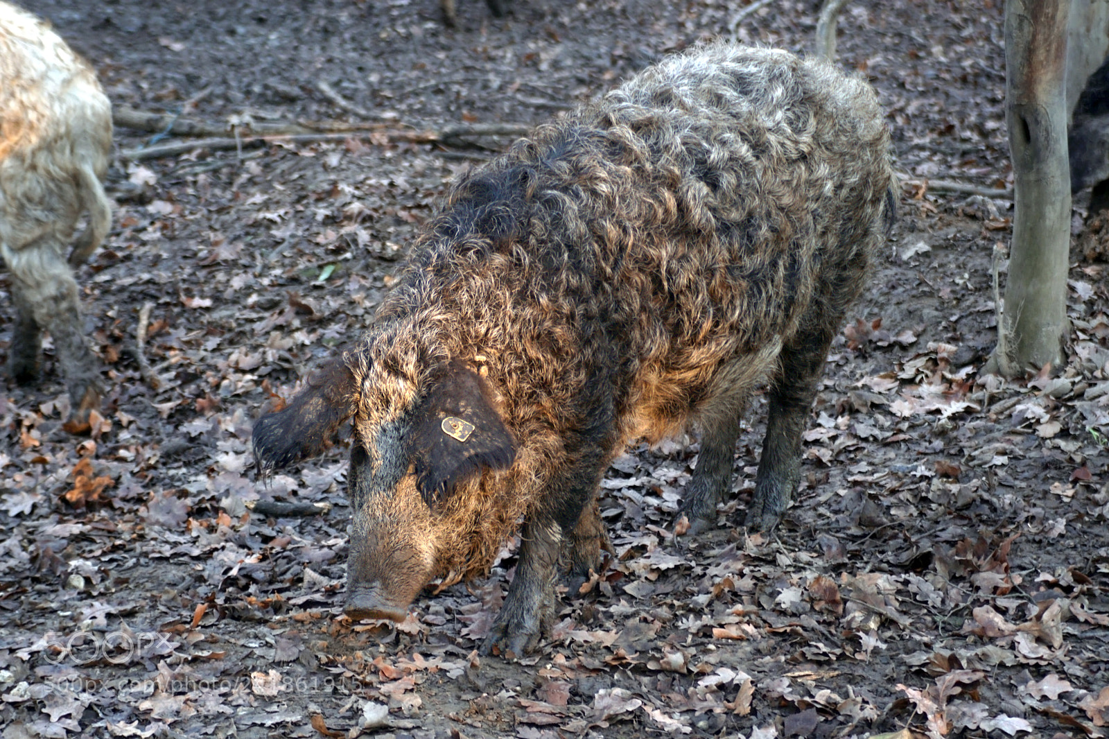 Sony a6300 sample photo. Mangulica pig photography