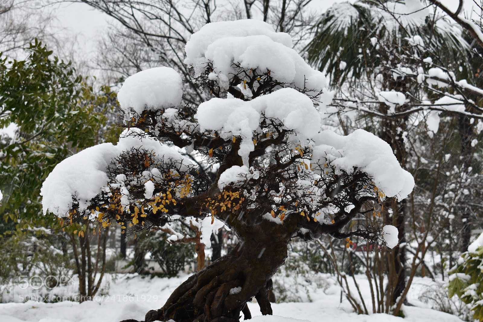 Nikon D3400 sample photo. 银装 photography