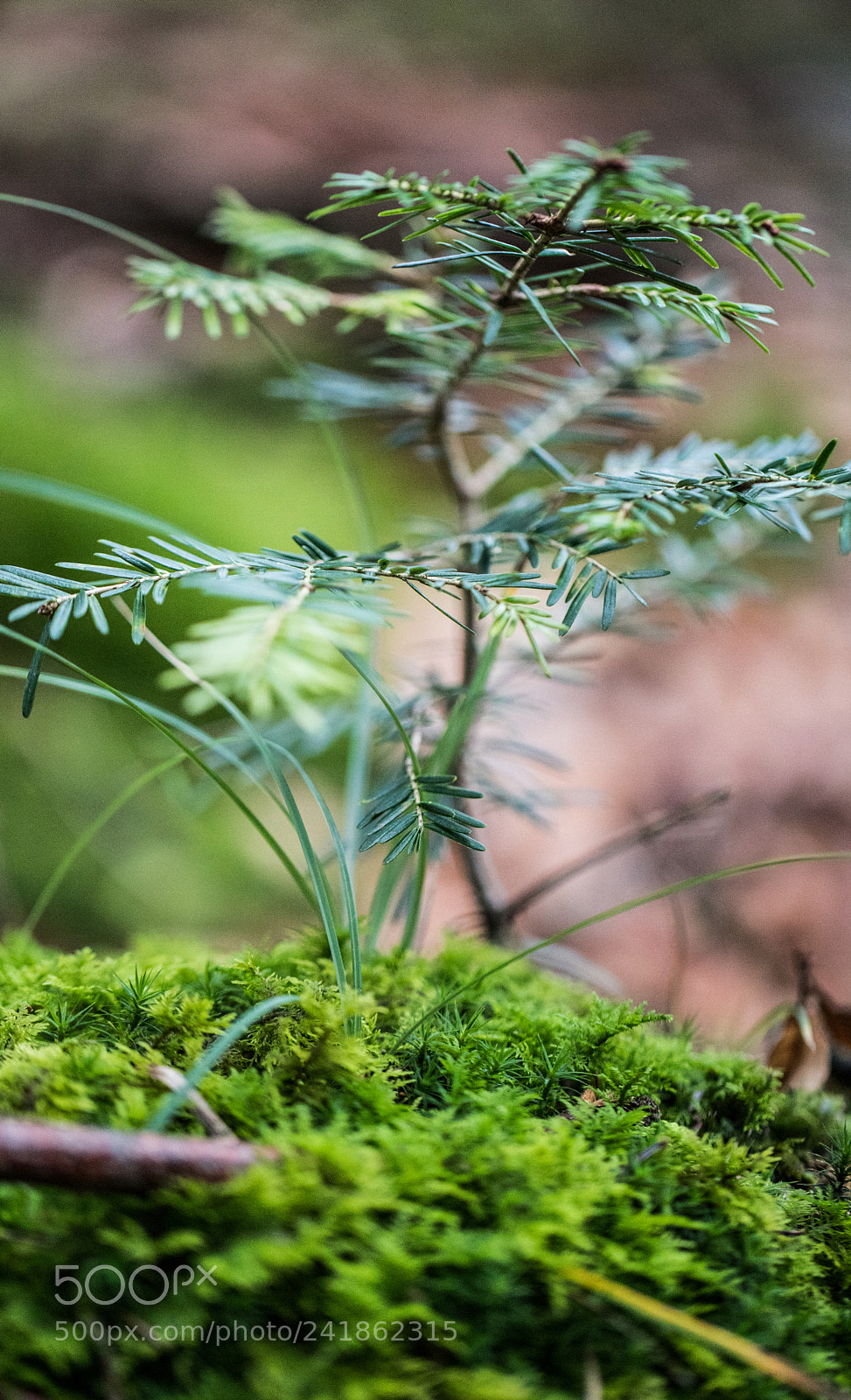 Canon EOS 6D Mark II sample photo. Where bonsai's start photography