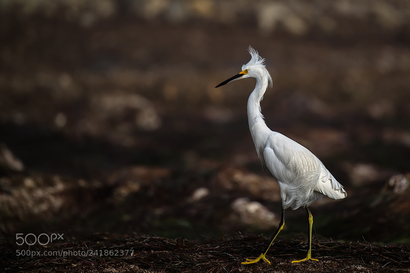 Nikon D5 sample photo. Egret on the beach photography