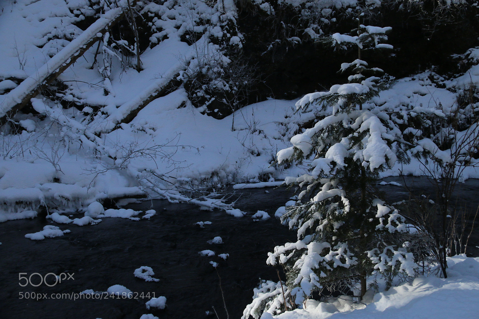 Canon EF-S 18-200mm F3.5-5.6 IS sample photo. Pine tree photography