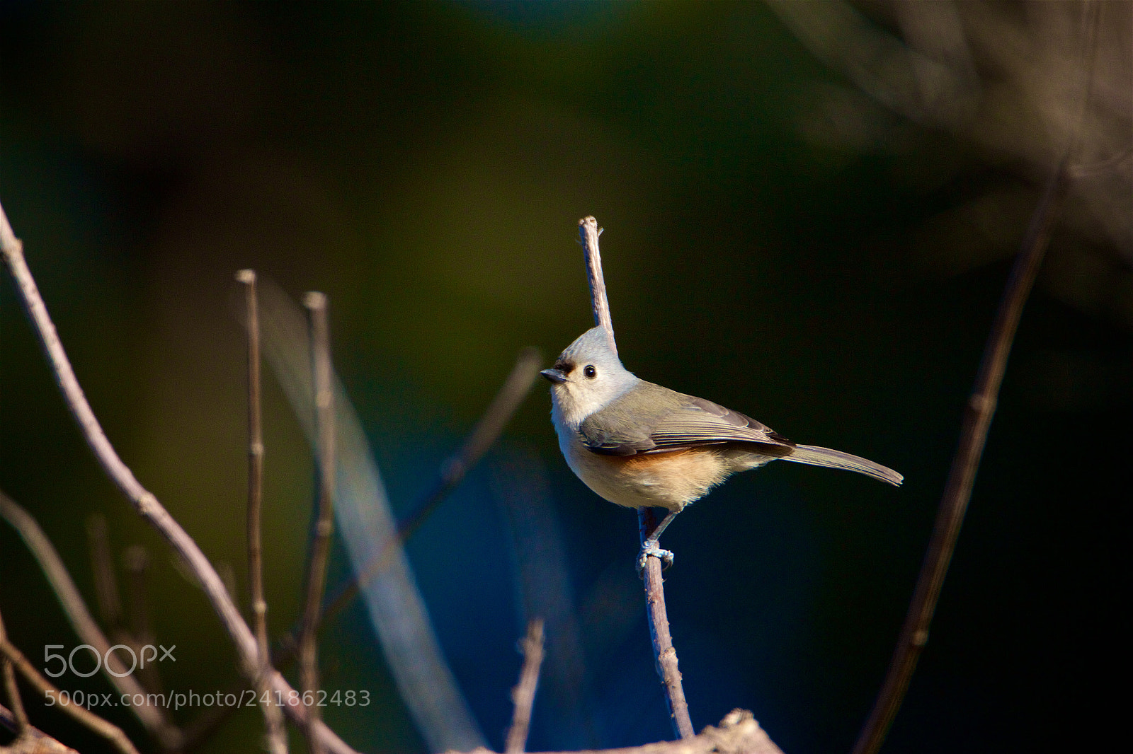 Canon EOS 550D (EOS Rebel T2i / EOS Kiss X4) sample photo. Tufted titmouse photography