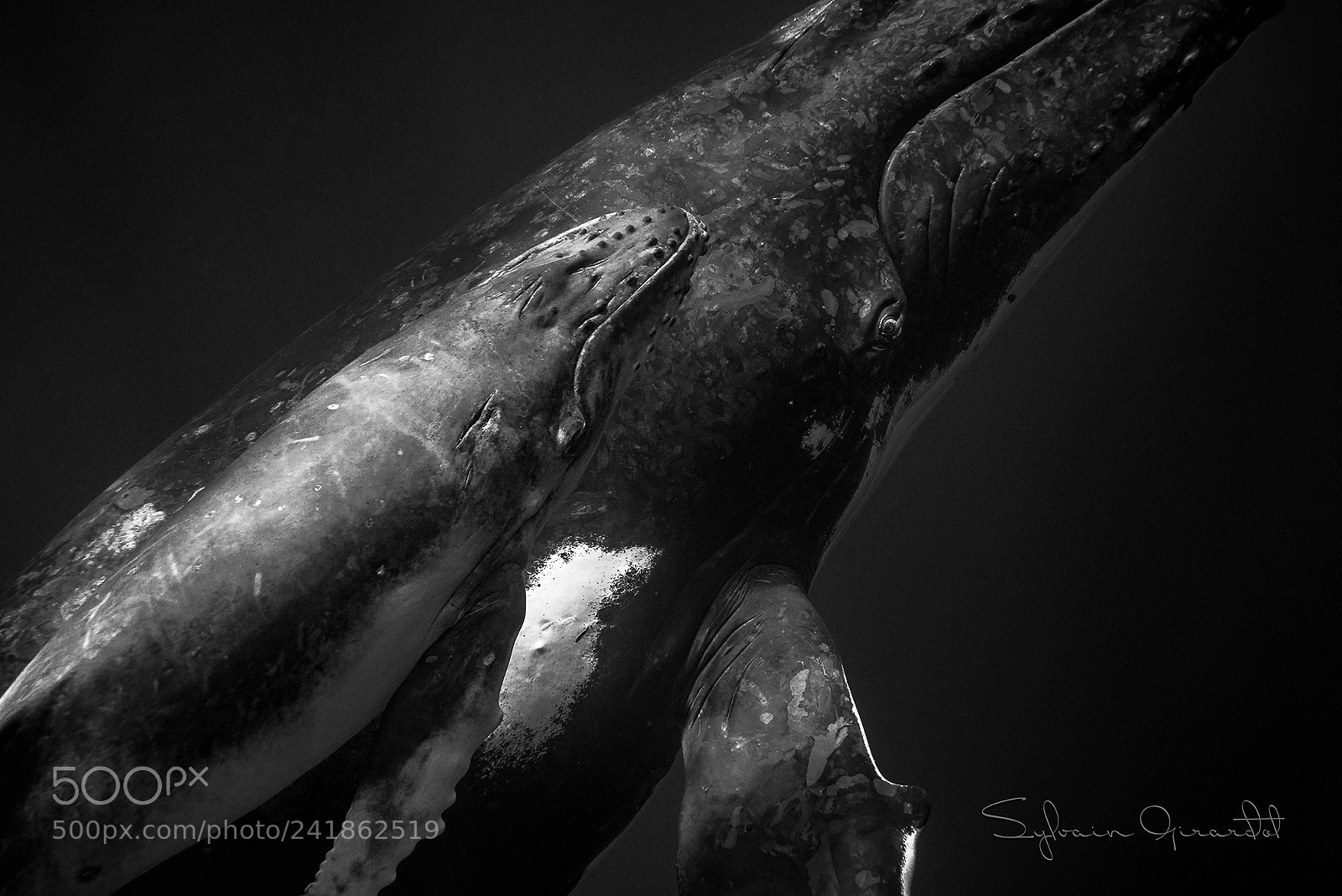 Nikon D800 sample photo. Baleine et baleineau photography