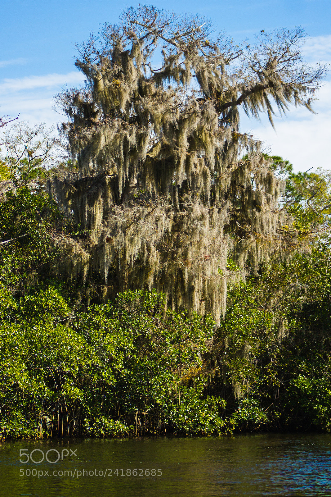 Canon EOS 550D (EOS Rebel T2i / EOS Kiss X4) sample photo. Moss covered cypress on photography
