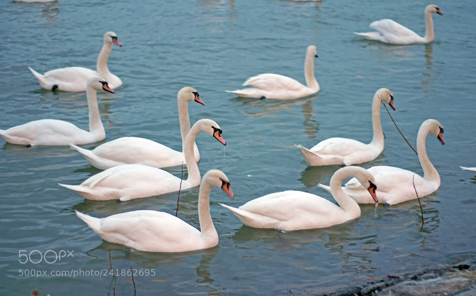 Sony a6300 sample photo. Swans in the river photography