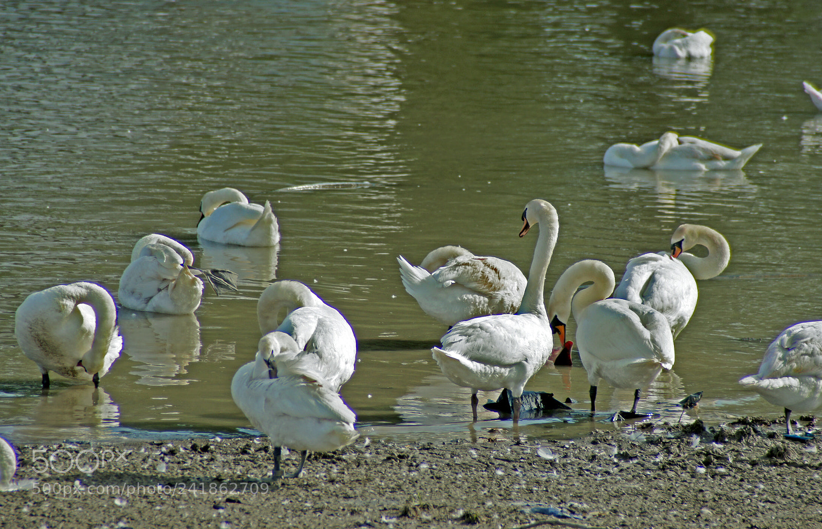 Sony SLT-A33 sample photo. Swans on the river photography