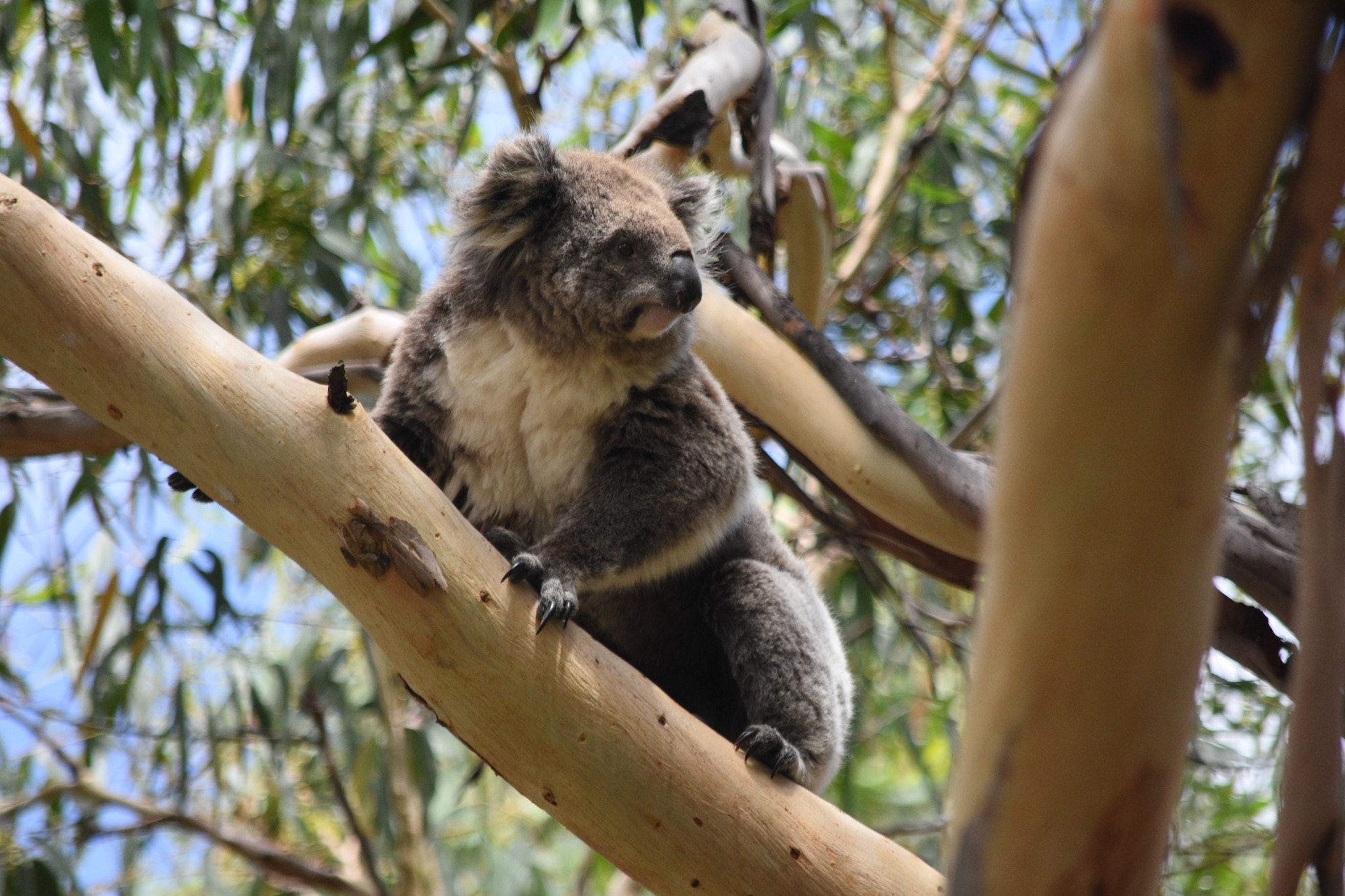 Nikon D7200 sample photo. Koala photography