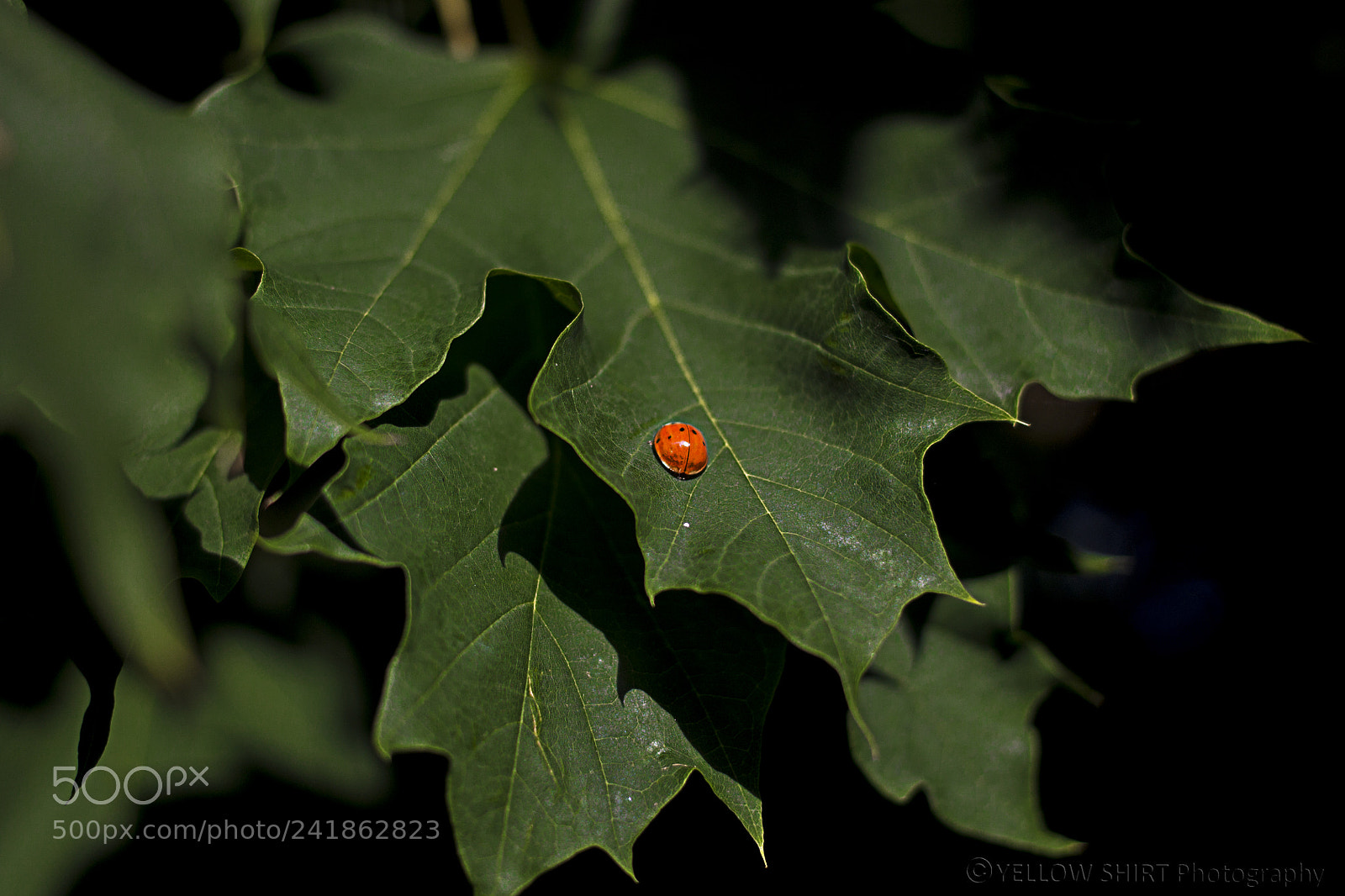 Canon EOS 1100D (EOS Rebel T3 / EOS Kiss X50) sample photo. My leaf photography
