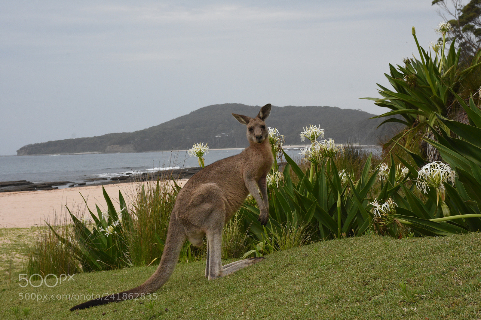 Nikon D7200 sample photo. Kangaroo photography