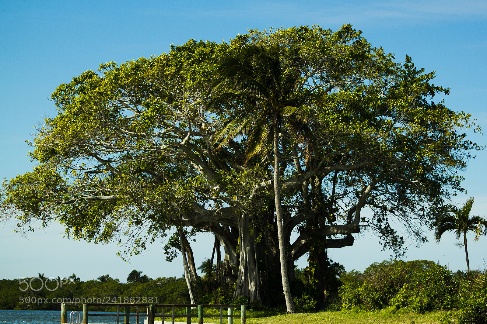 Canon EOS 550D (EOS Rebel T2i / EOS Kiss X4) sample photo. The banyan on the photography