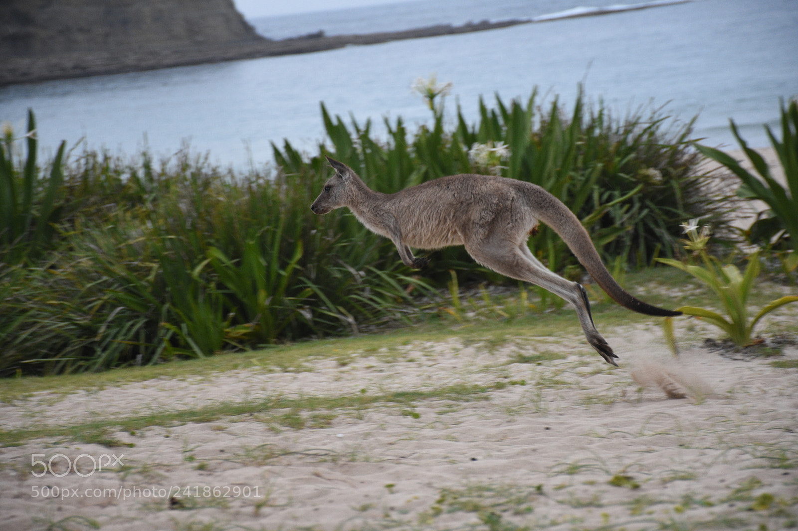 Nikon D7200 sample photo. Kangaroo photography