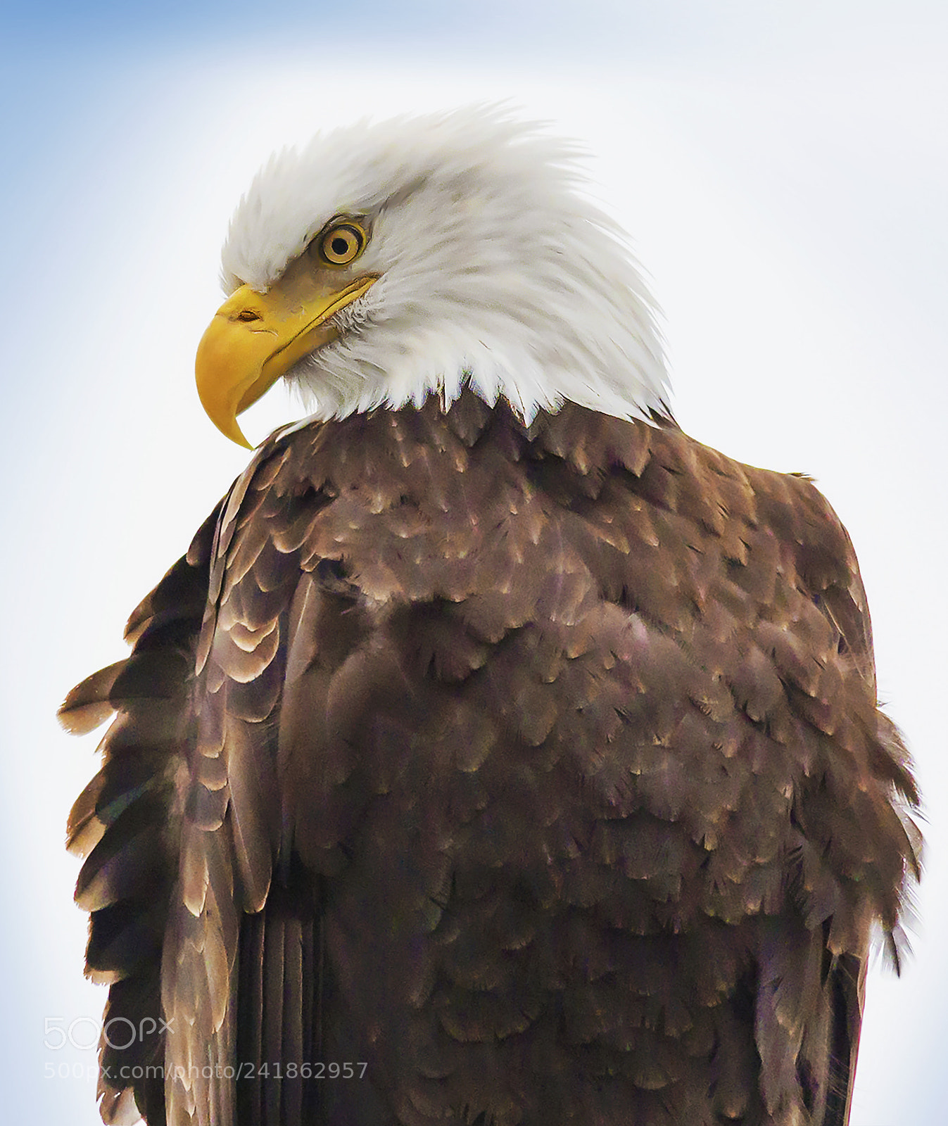 Nikon D800E sample photo. Bald eagle photography