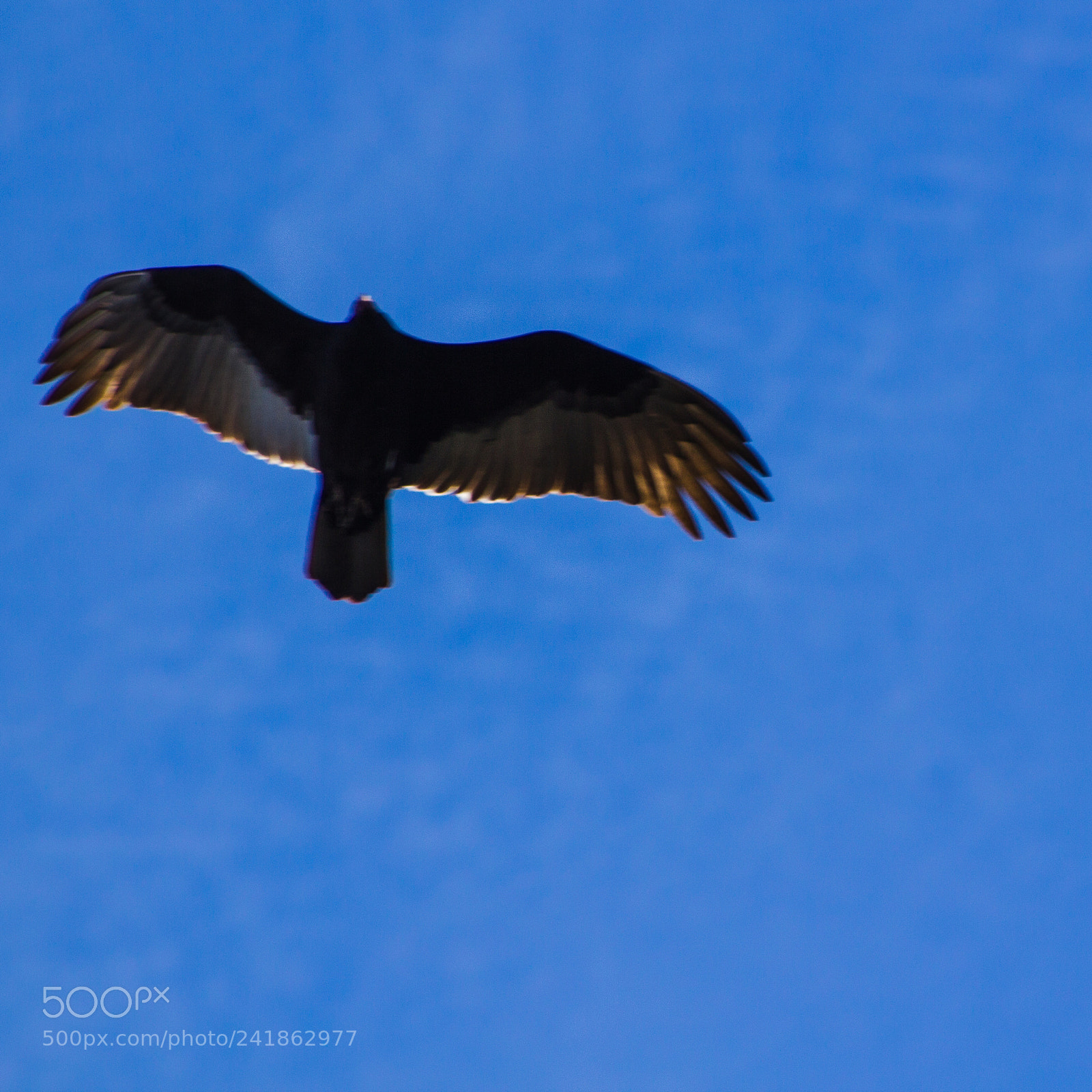Canon EOS 550D (EOS Rebel T2i / EOS Kiss X4) sample photo. Just an osprey looking photography
