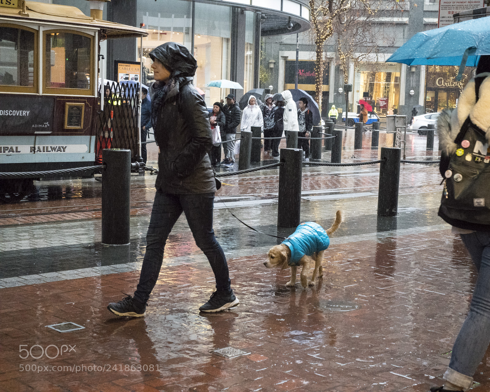 Nikon D850 sample photo. Dog's day photography