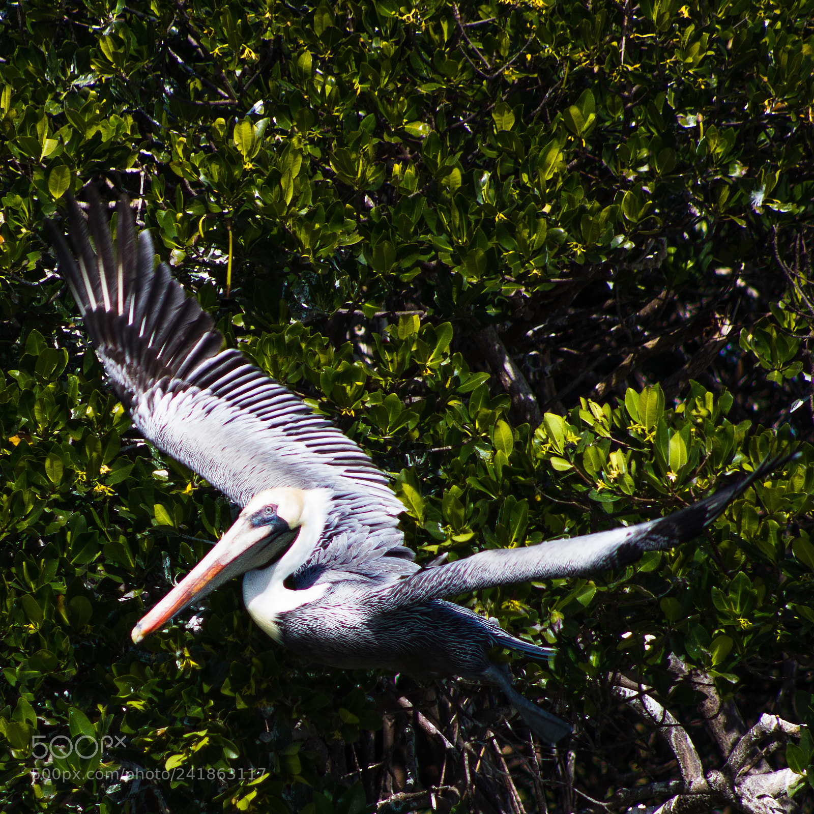 Canon EOS 550D (EOS Rebel T2i / EOS Kiss X4) sample photo. Taking flight. a pelican photography