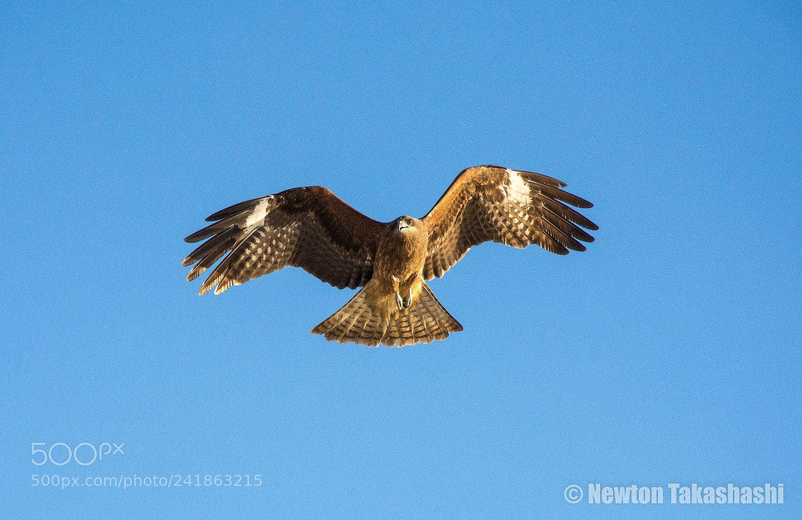 Nikon D7200 sample photo. Japanese falcon (tobi) photography