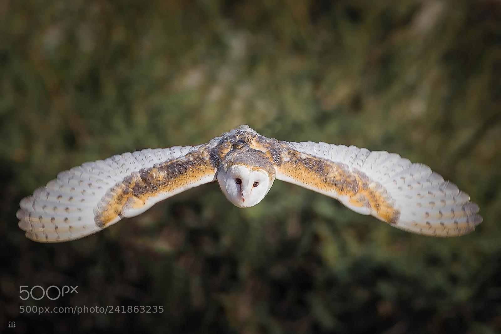 Nikon D7200 sample photo. Barn owl / tyto alba photography