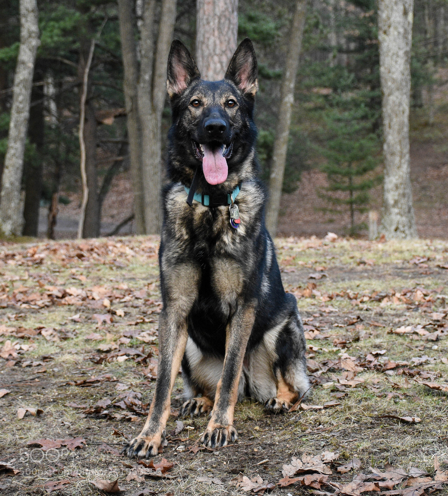 Nikon D7200 sample photo. Dark sable shepherd photography