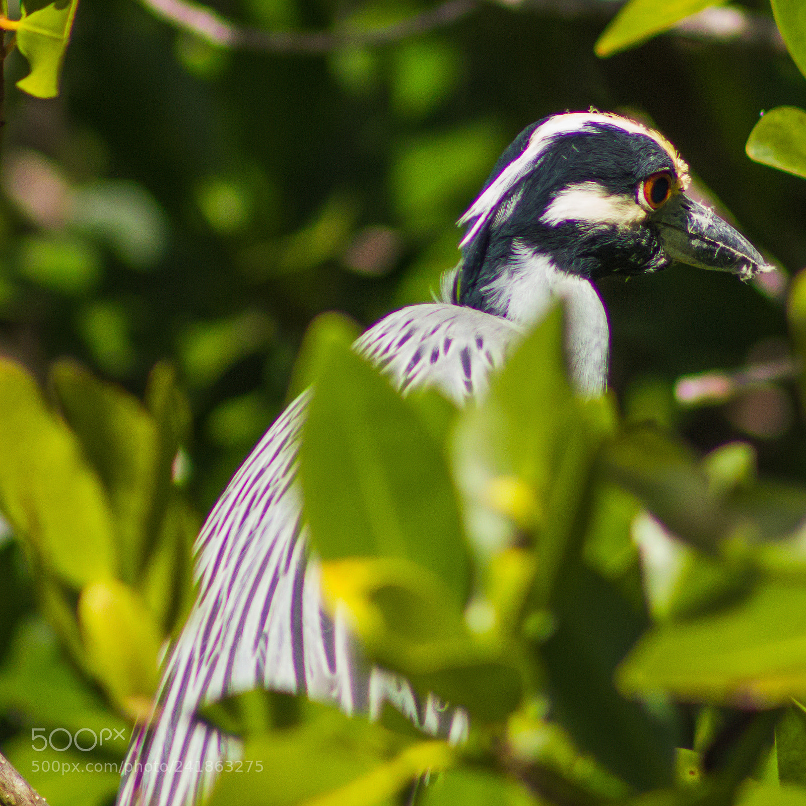 Canon EOS 550D (EOS Rebel T2i / EOS Kiss X4) sample photo. Yellow crowned night heron photography