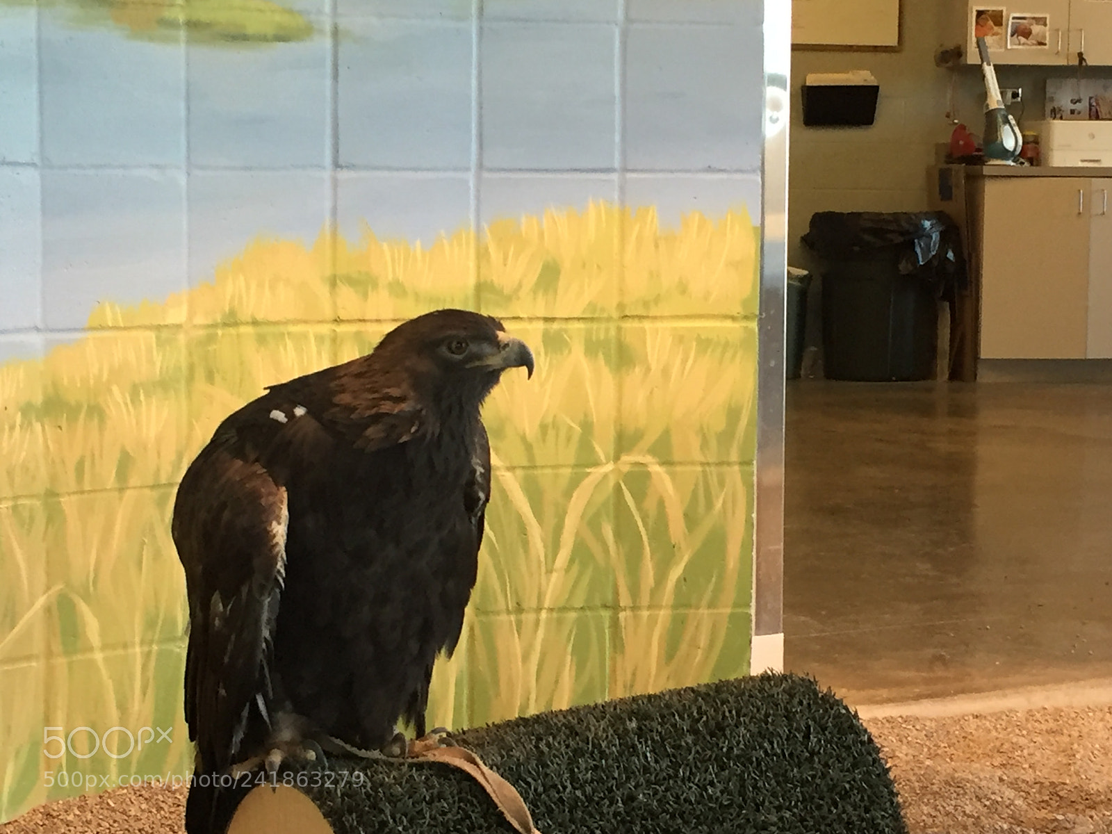 Apple iPhone 6 sample photo. Golden eagle photography