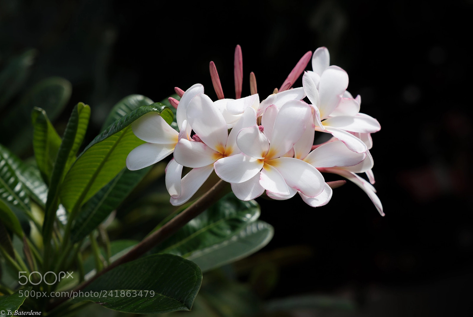 Sony a9 sample photo. Flower. hawai photography
