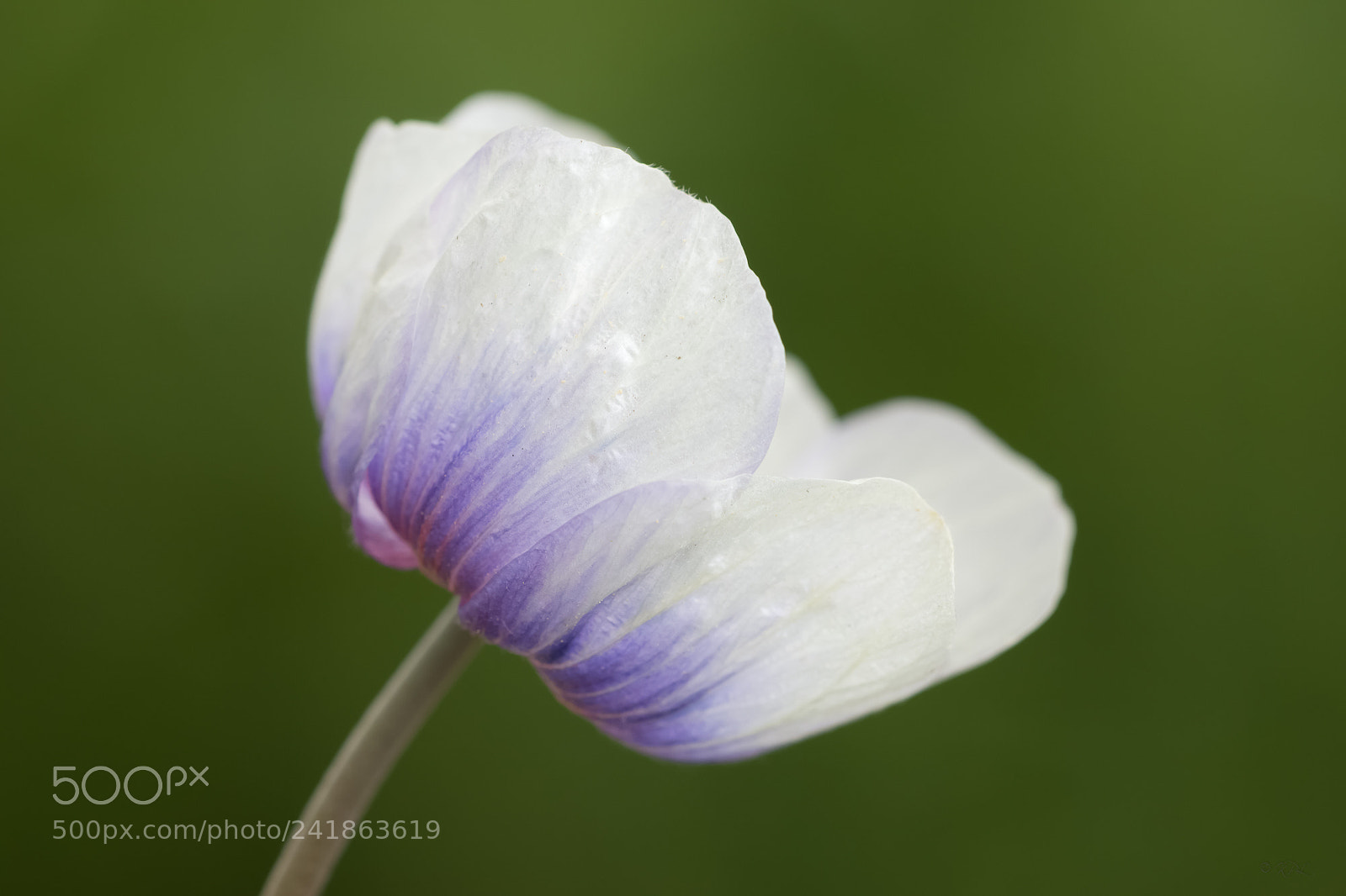 Sony SLT-A77 sample photo. Poppy photography