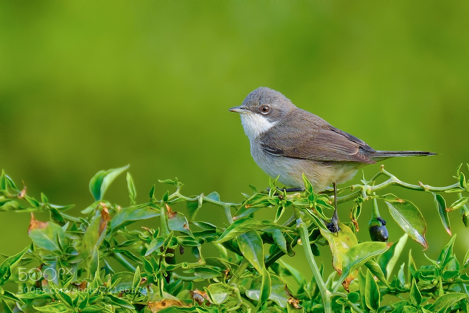 Fujifilm X-T2 sample photo. Lesser whitethroat photography