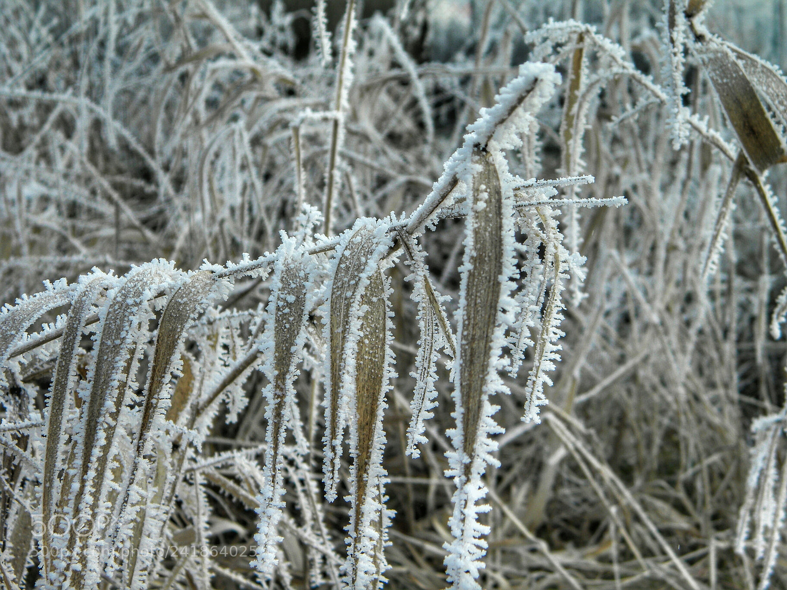 Nikon Coolpix L100 sample photo. Trawy photography