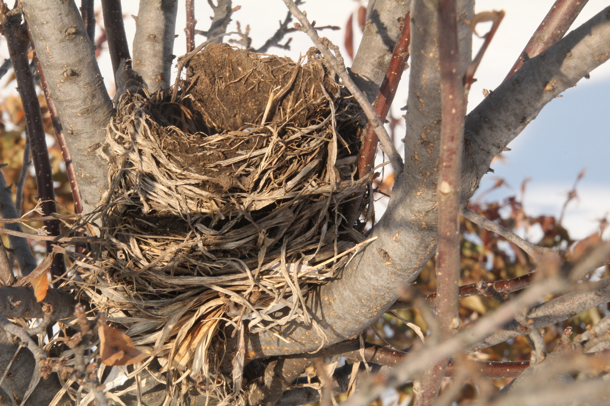 Canon EOS 1200D (EOS Rebel T5 / EOS Kiss X70 / EOS Hi) sample photo. Abandoned bird's nest. 被遺棄的燕窩。 nido abandonado photography